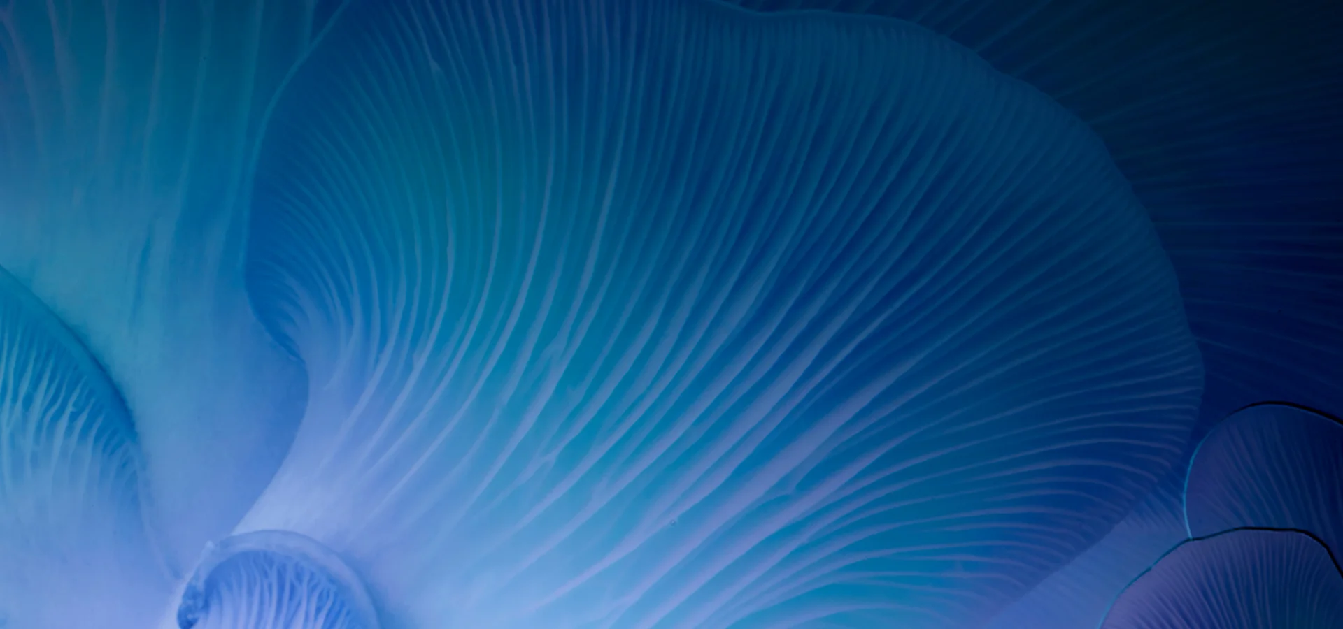 Complexe d'algues marines